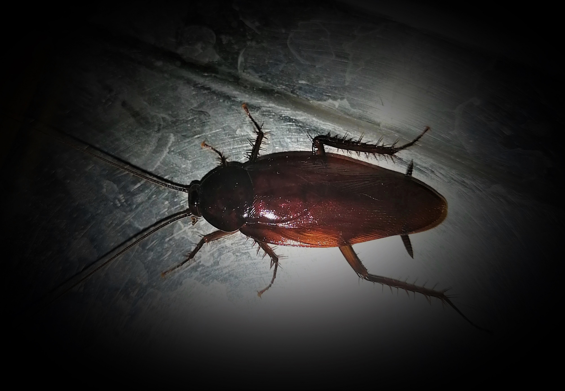 代表的なゴキブリの写真