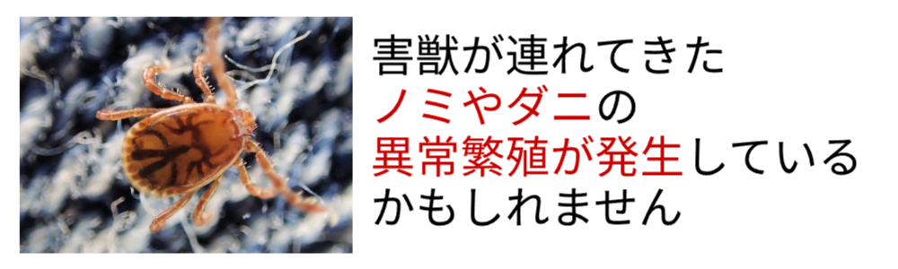 害獣たちが連れてきたノミやダニが異常繁殖しているかもしれません