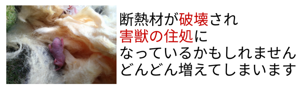 断熱材が破壊されて害獣の住処になっているかもしれません。どんどん増えてしまいます。