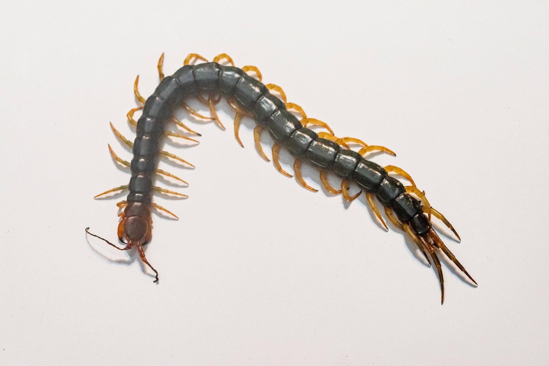 代表的なムカデの写真