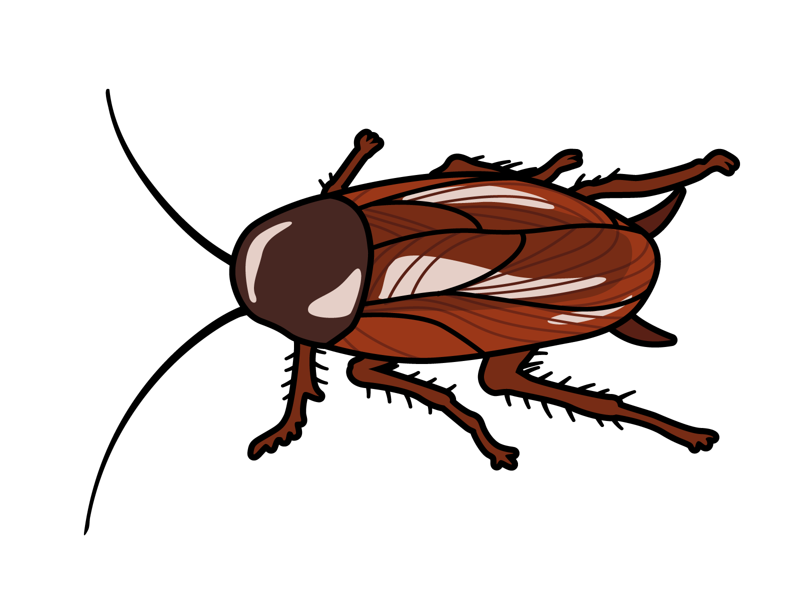 代表的なゴキブリの写真