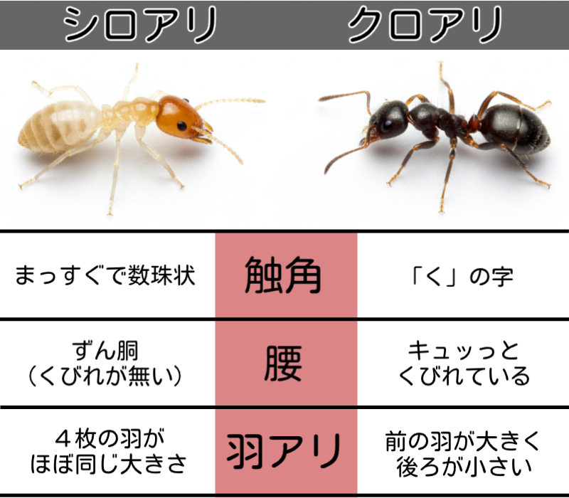シロアリは家の木材を主食として食べ尽くす「建物の破壊者（ゴキブリの仲間）」であり、クロアリは食べ物や家電に寄ってくる「不快害虫（ハチの仲間）」ですが、クロアリが家の中に多い場合はそのエサとなるシロアリが潜んでいる可能性があるため注意が必要です。