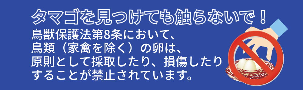 タマゴを見つけても触らないでください。鳥獣保護法第八条において、家禽を除く鳥類の卵は原則として採取したり、損傷することが禁止されています。