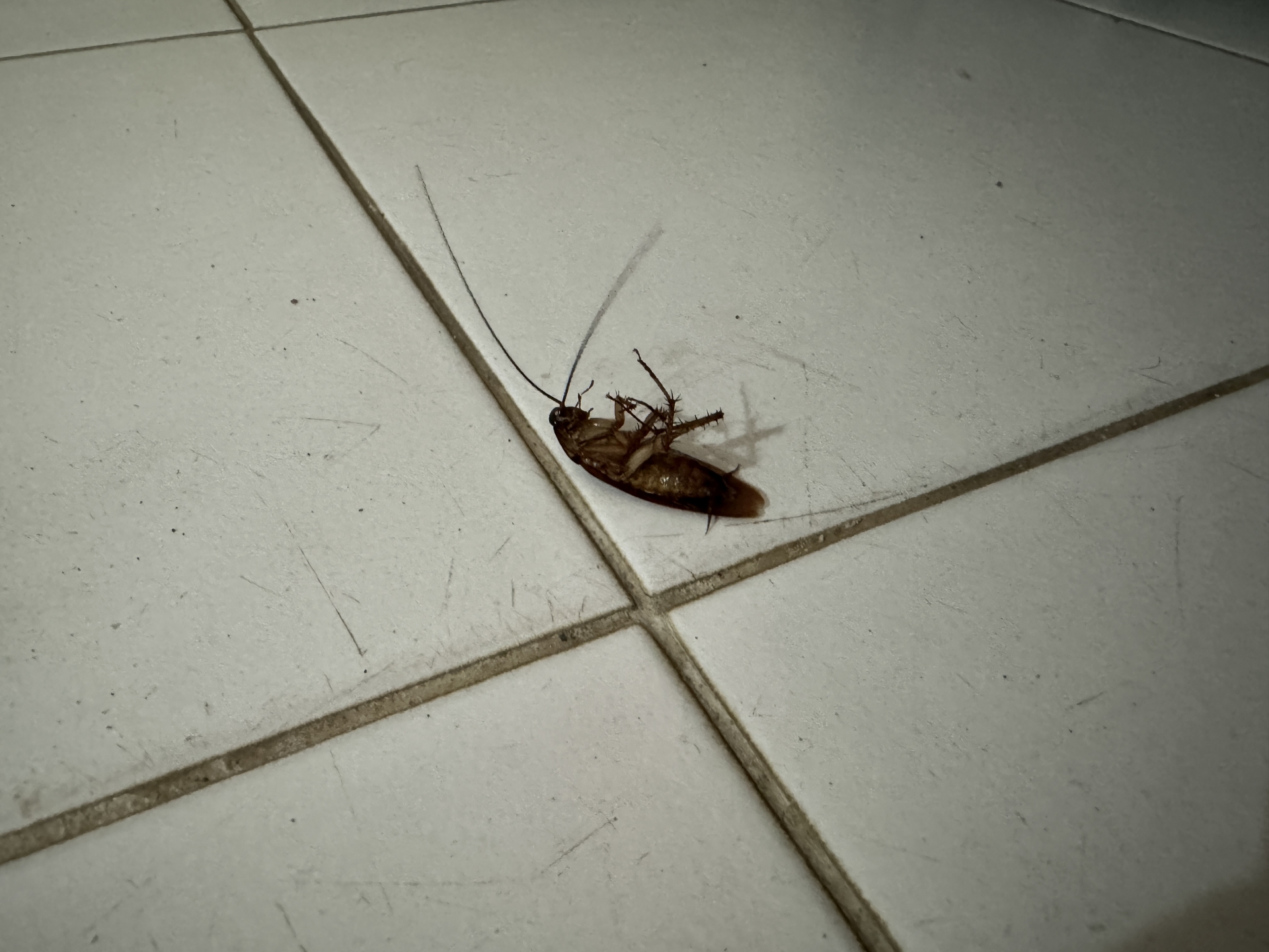 ゴキブリの写真