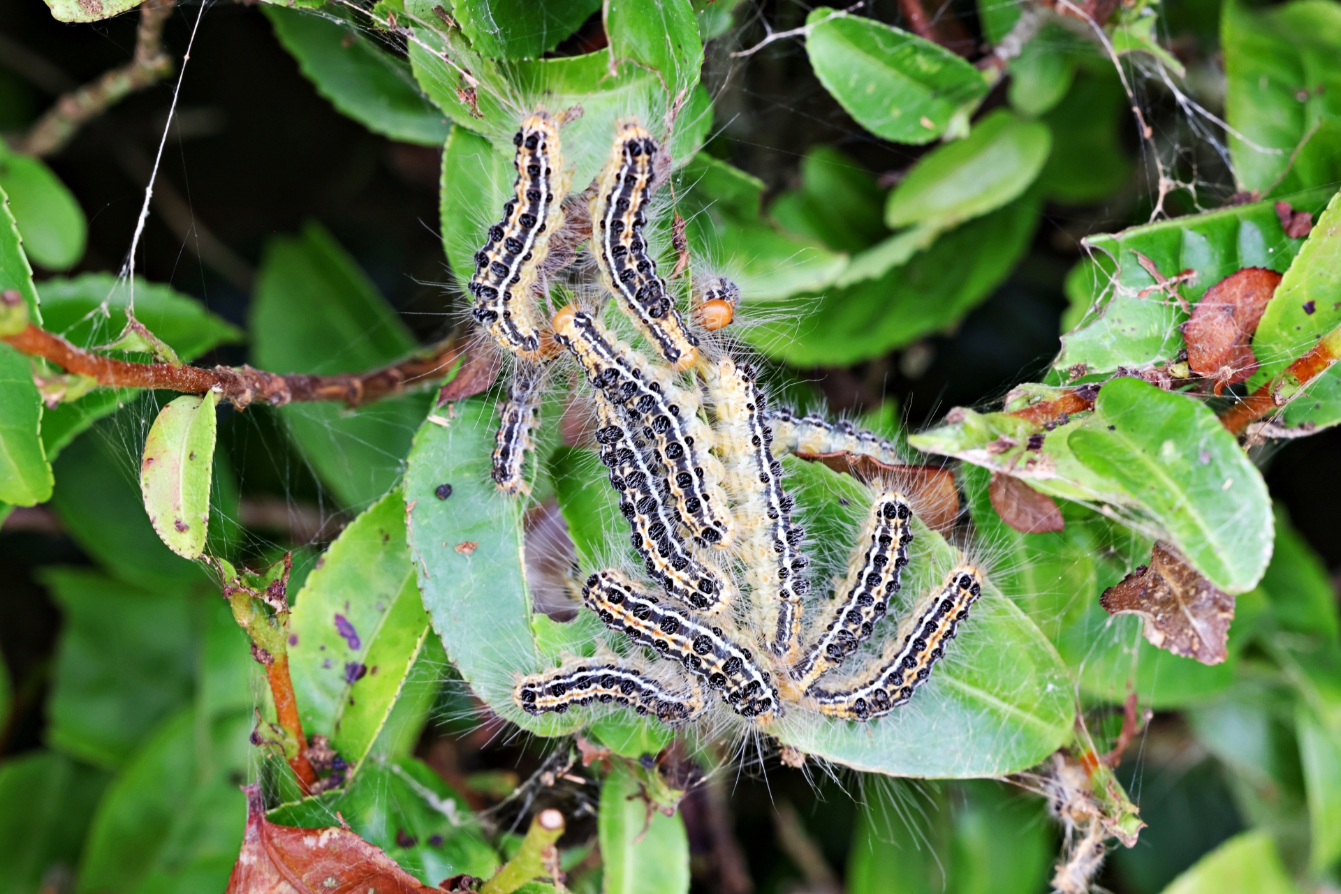 葉を食い荒らされた樹木の写真