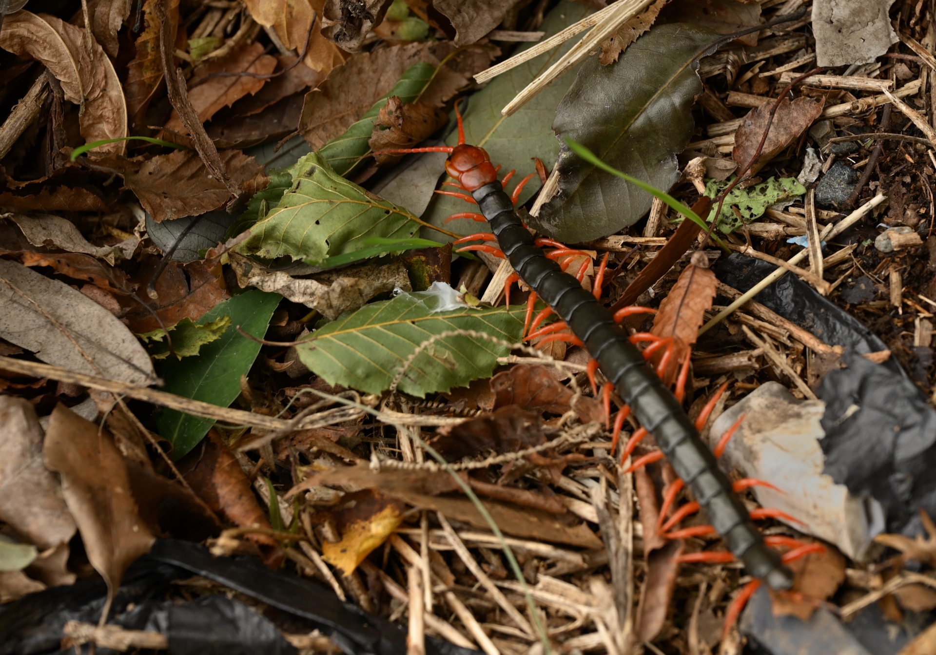 ムカデが好む湿った場所のイメージ写真