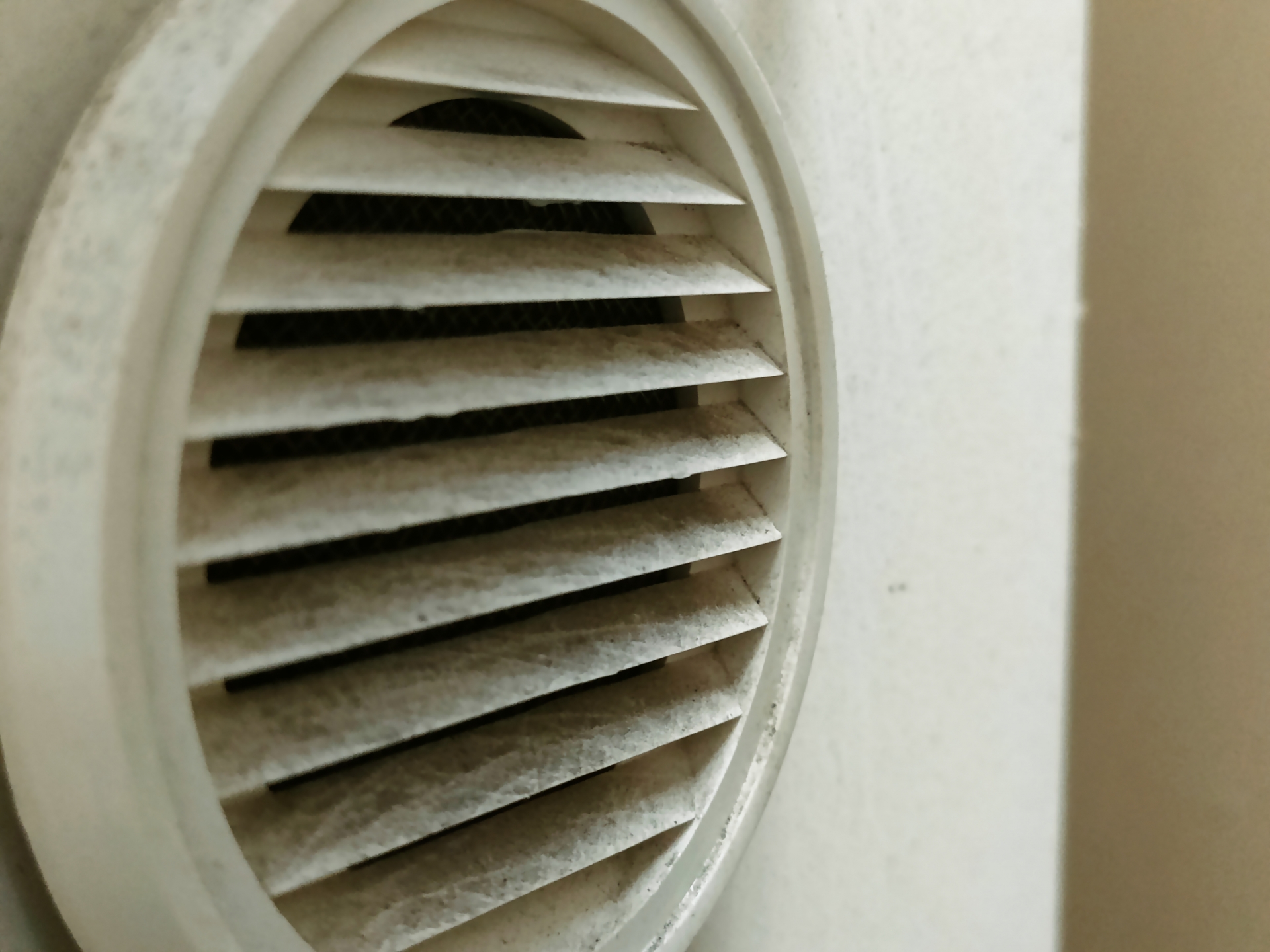 ゴキブリの卵鞘（らんしょう）の写真