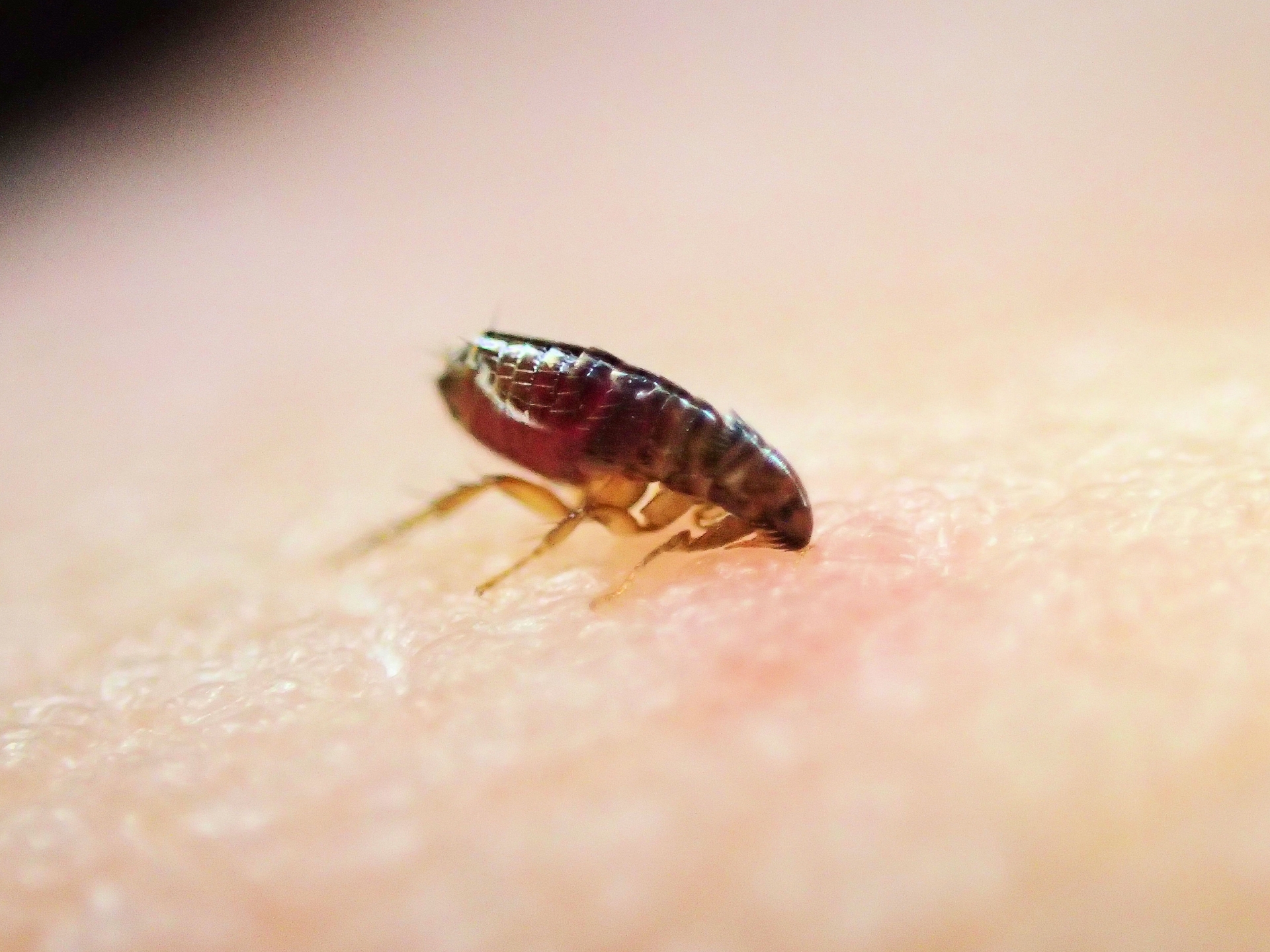 ノミに刺された足のイメージ写真