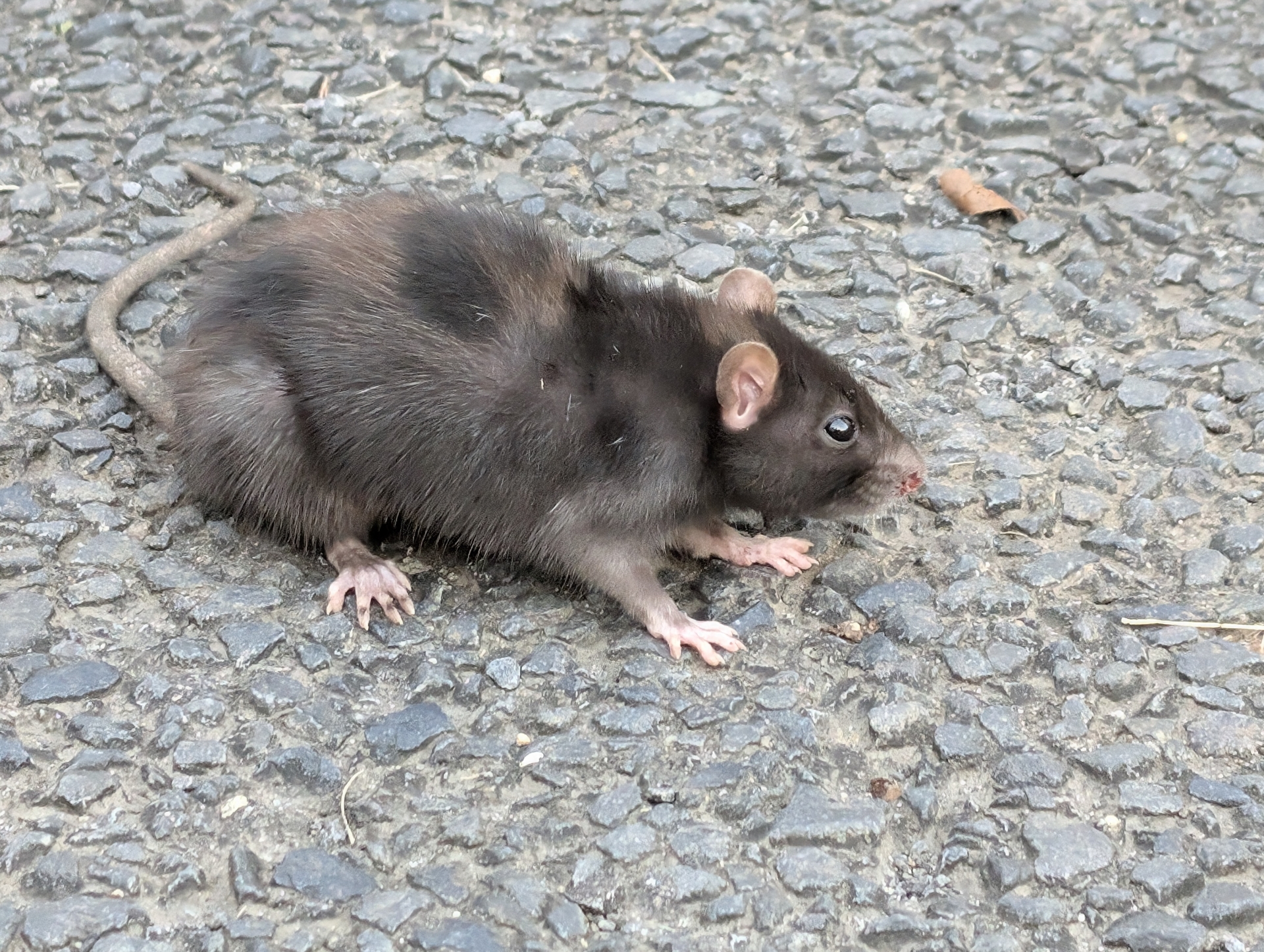 ドブネズミの写真