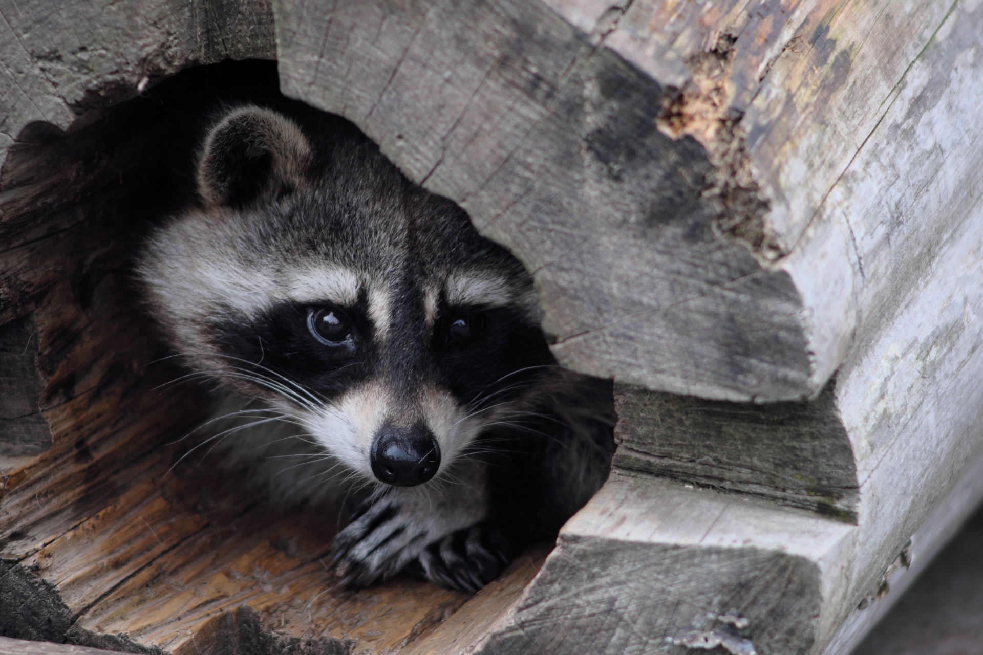 アライグマの写真