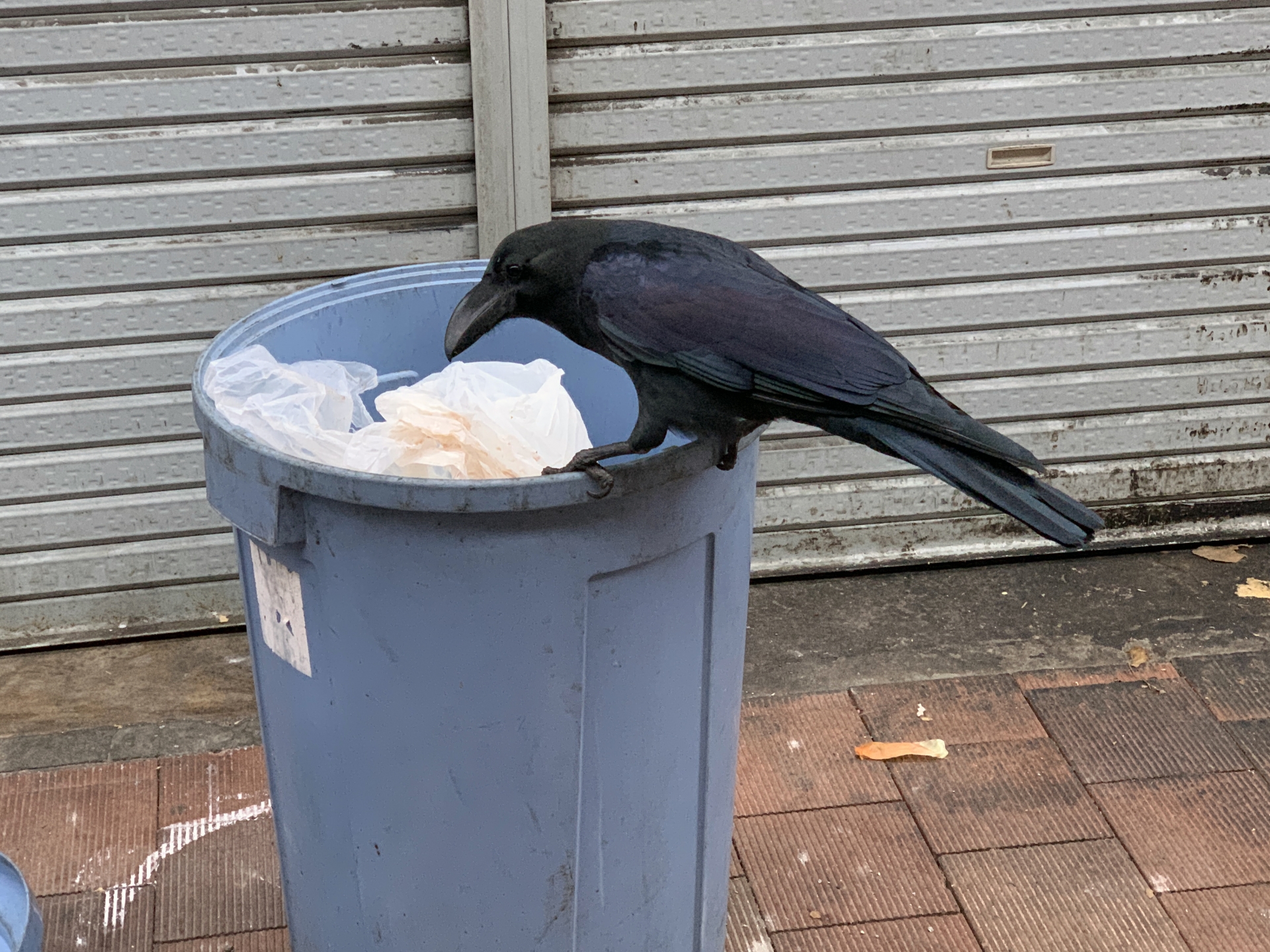 カラスの写真