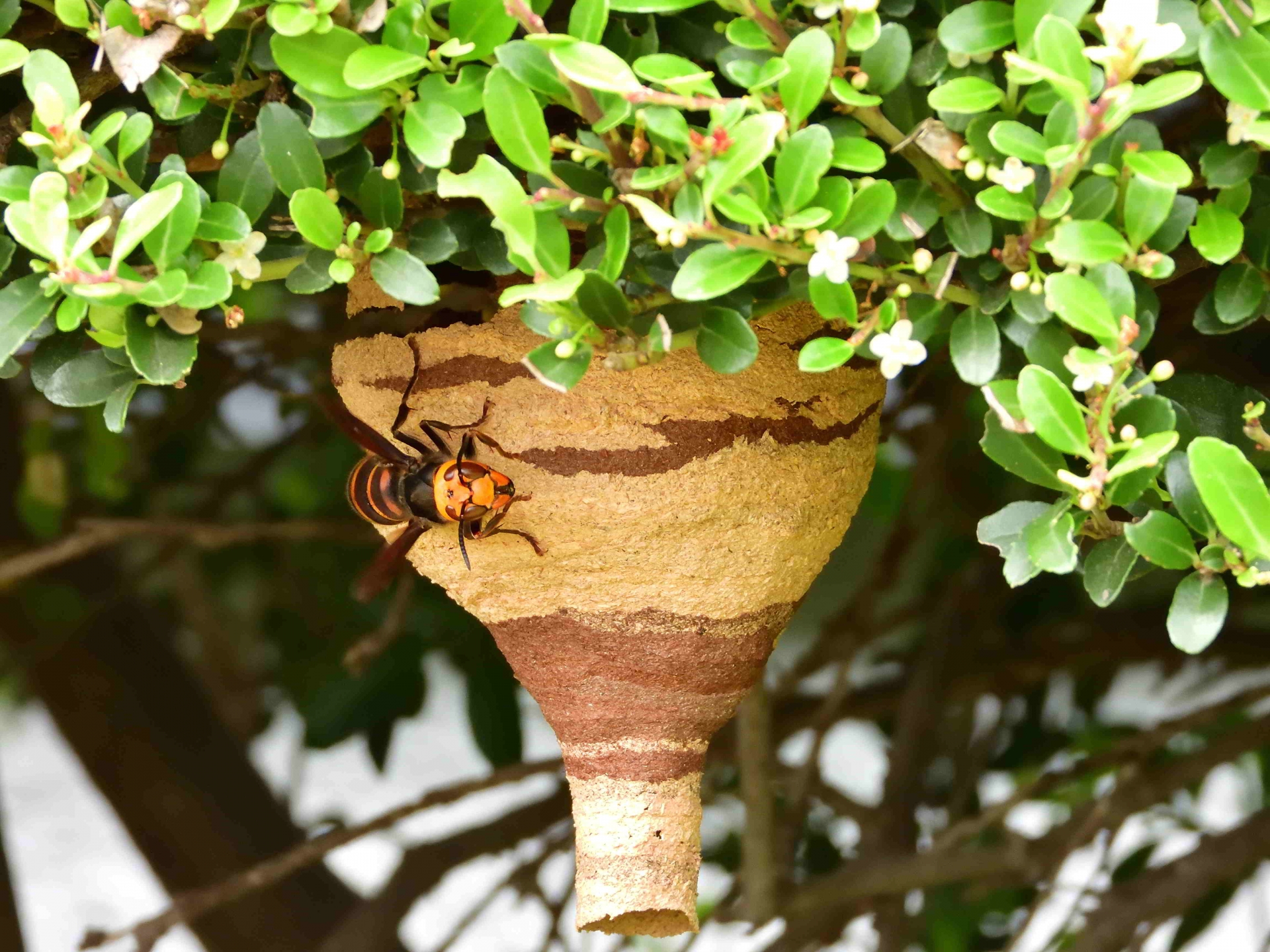 ハチの巣の写真