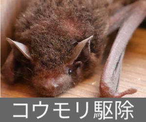 コウモリ駆除