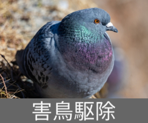 害鳥駆除