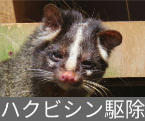 ハクビシン駆除
