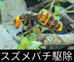 スズメバチ駆除