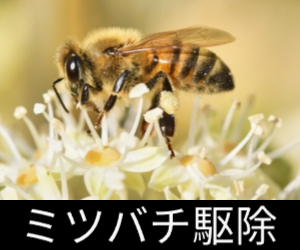 ミツバチ駆除