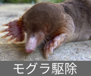 モグラ駆除