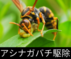 アシナガバチ駆除