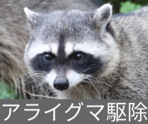 アライグマ駆除