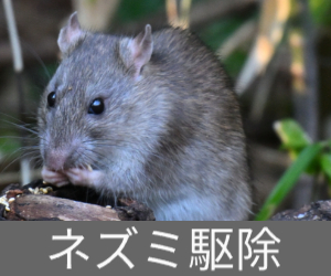 ネズミ駆除