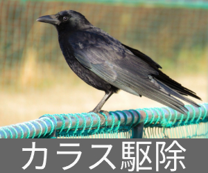 カラス駆除