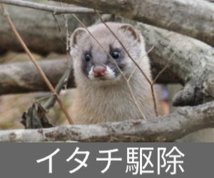 イタチ駆除