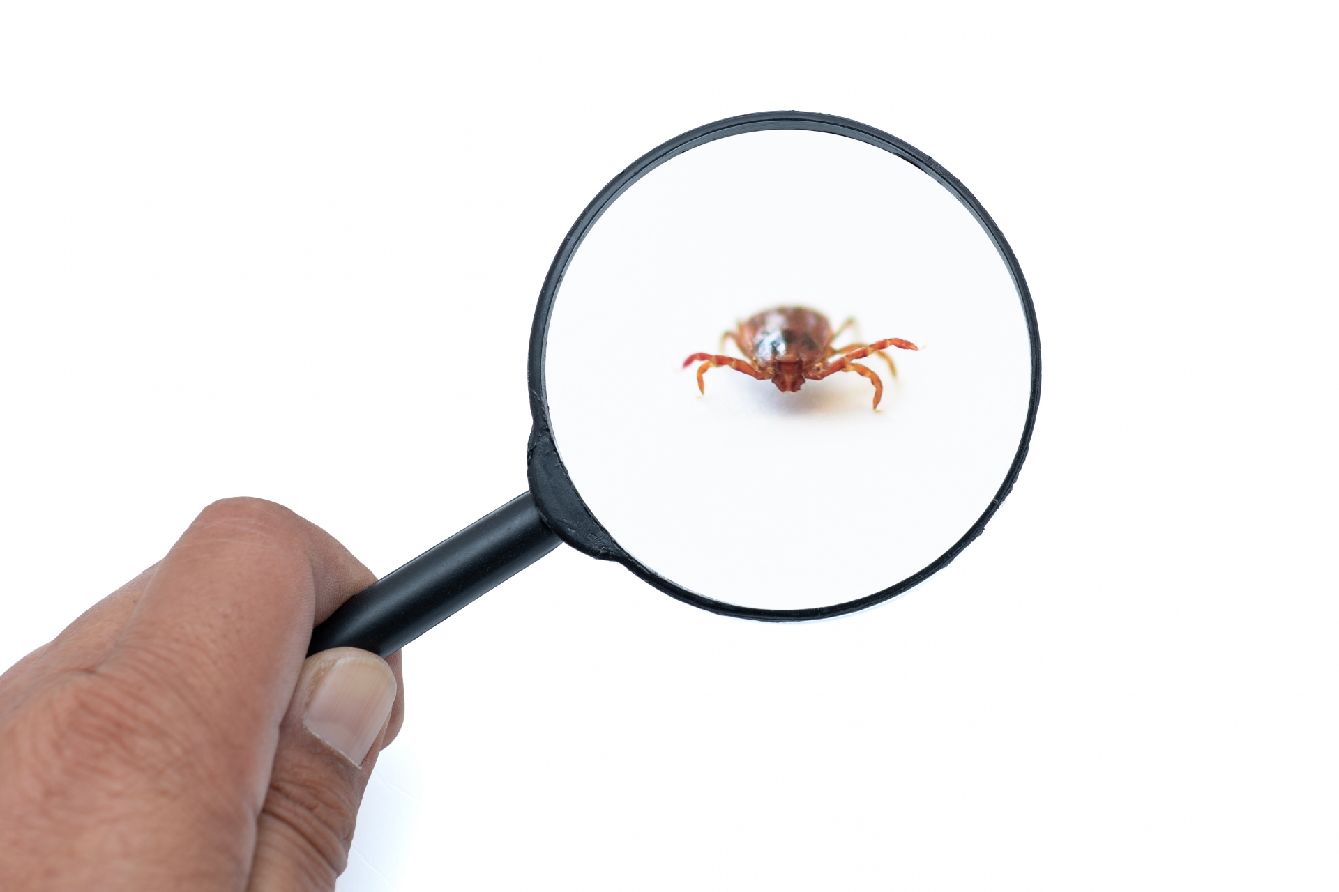 代表的なダニの顕微鏡写真