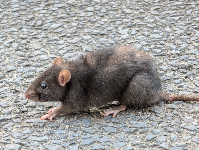 ドブネズミの写真