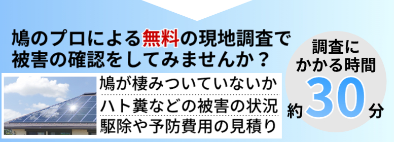 鳩のプロによる無料の現地調査で被害状況を調べてみませんか？