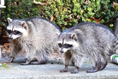 アライグマの写真