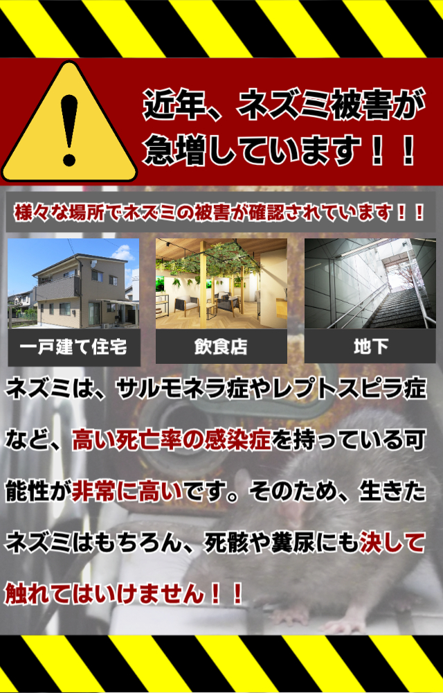 近年、ネズミ被害が急増しています！！様々な場所でネズミの被害が確認されています！ネズミはサルモネラ庄屋レプトスピラ症など、非常に高い死亡率の感染症を持っている可能性が非常に高いです、そのため、生きたネズミはもちろん、死骸や糞尿にも決して触れてはいけません！！