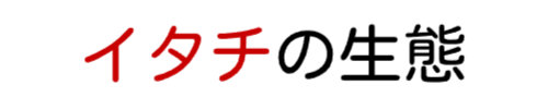 イタチの生態